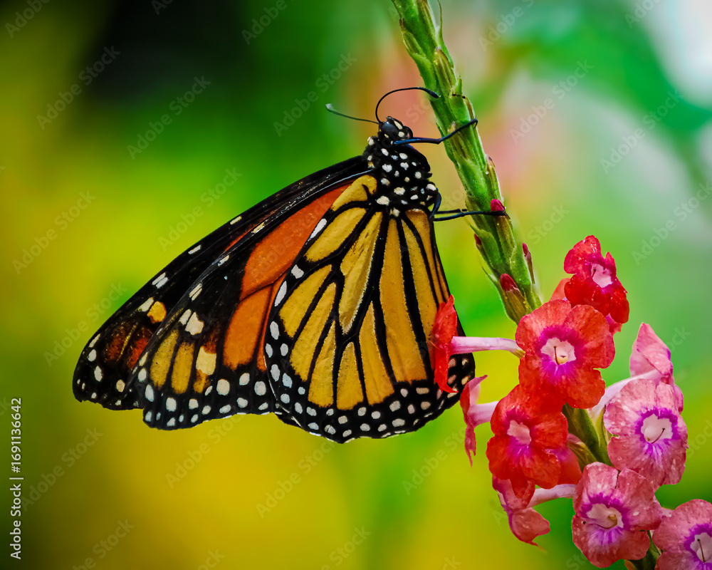 Naklejka premium Monarch's Floral Dance