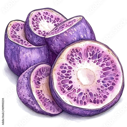 watercolor of Taro Root, vector, isolated on a white background.