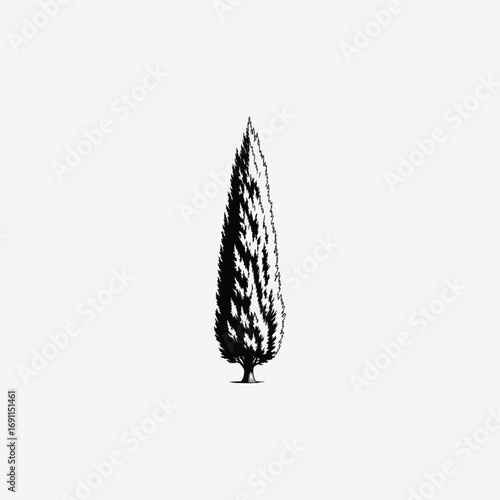 Vector art of tall and slender italian cypress tree illustration, a timeless symbol of mediterranean charm