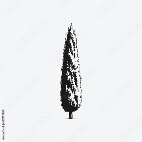 Vector art of a slender cypress tree stands gracefully, , its elegant form adding a touch of sophistication to the landscape
