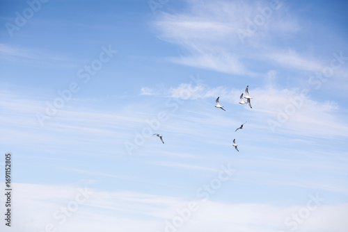 grupo de aves o p√°jaros volando en formaci√≥n en un cielo azul sereno con algunas nubes suaves
