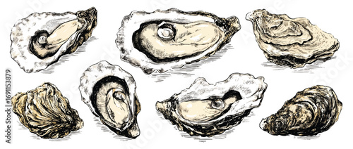 Beautiful sketch style oysters on a bright white background culinary delicacy from the sea