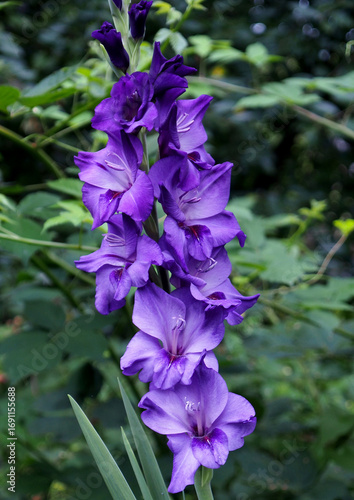 Blooming purple gladiolus against the background of the garden