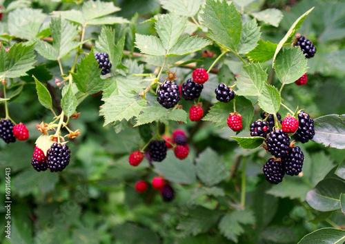 Lots of blackberry berries on a bush in the process of ripening