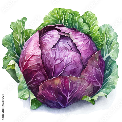 Red Cabbage, watercolor clipart vector, isolated on a white background.