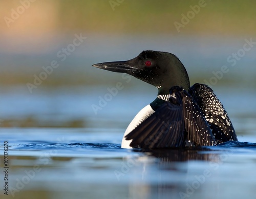 Loon on water, wings spread
