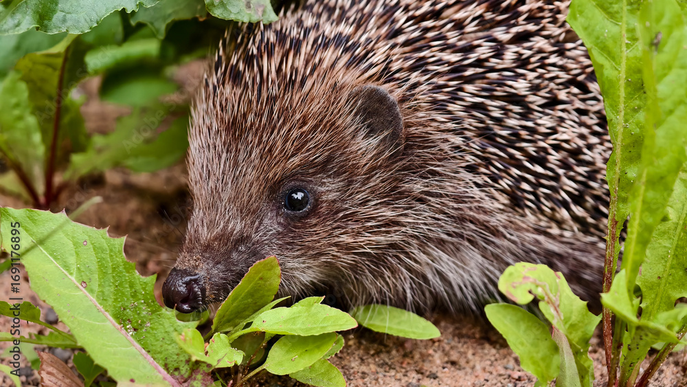 Obraz premium Сute hedgehog with spines