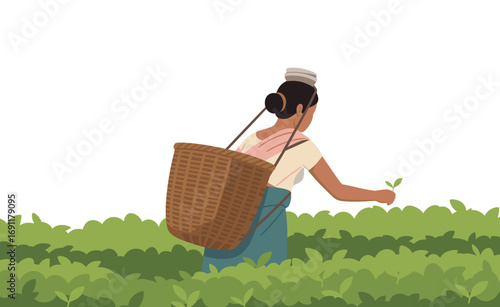 Traditional Tea Plantation Worker Picking Fresh Tea Leaves by Hand with Basket