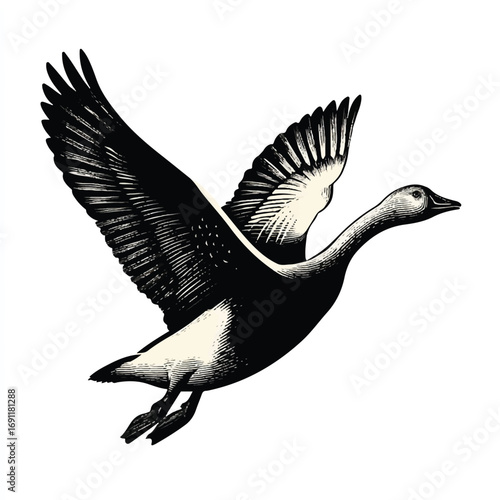 Engraving Style Illustration of a Majestic Goose in Flight Against White Background Symbolizing Freedom and Wildlife