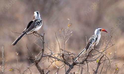 Two Jacksons hornbill bird on a tree branch in Kenya