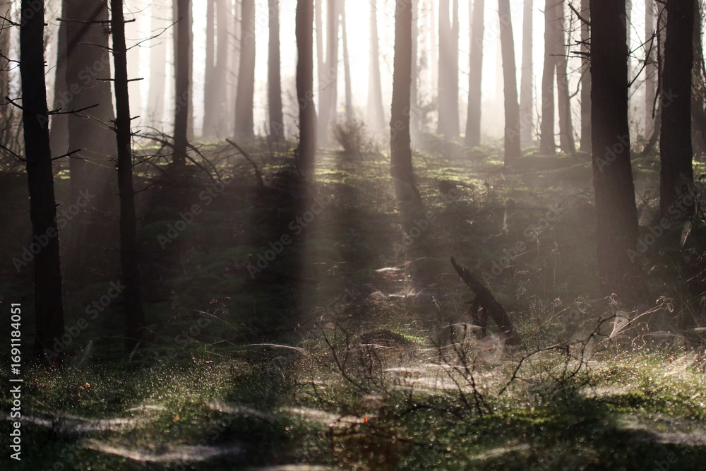 Obraz premium unlight filters through a misty forest in early morning, creating a serene atmosphere and highlighting the beauty of nature