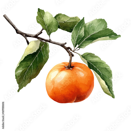 watercolor vector of Persimmon, isolated on a white background.