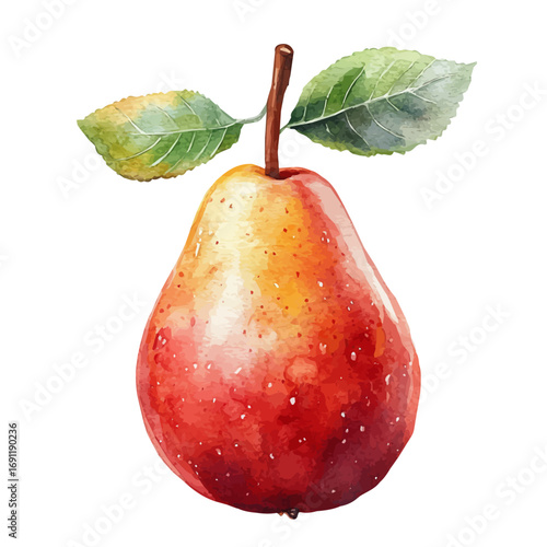Pear, watercolor vector, isolated on a white background.
