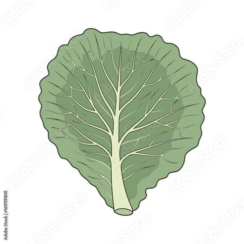 Single Green Cabbage Leaf Illustration, Detailed Veins, Organic Style