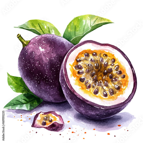 watercolor vector of Passion Fruit, isolated on a white background.