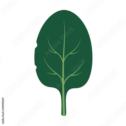 Stylized Spinach Leaf with Veins and Slight Damage