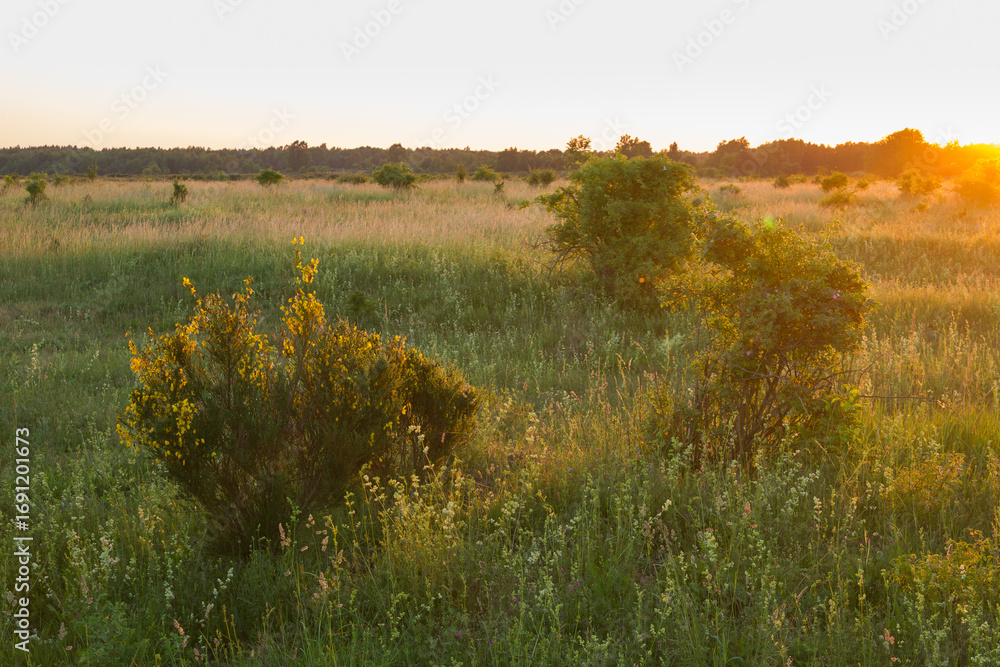 Fototapeta premium heath in germany in the evening light