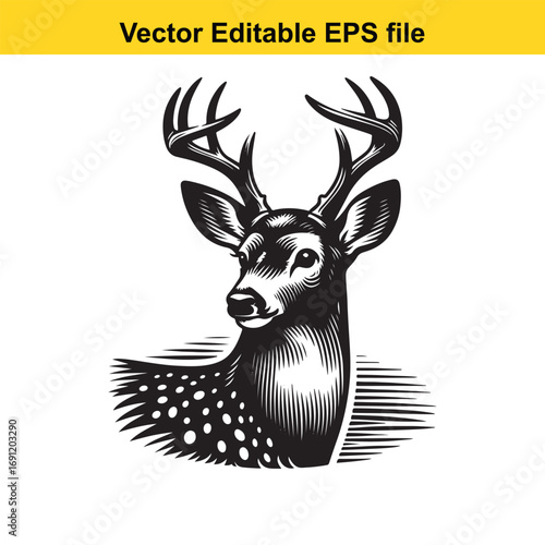Detailed illustration of a deer head with antlers, isolated on white background