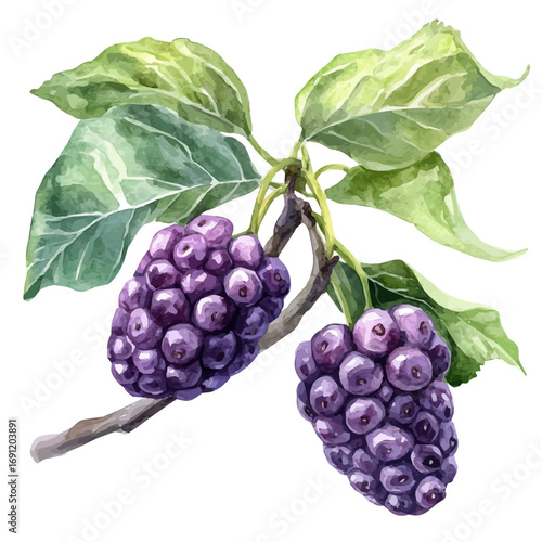watercolor of Mulberry, vector, isolated on a white background.