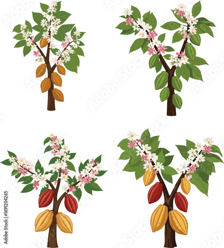 Cacao tree growth stages, botanical illustration, tropical agriculture, cocoa pod development, flowering plant, farming cycle, ripe and unripe pods, chocolate production, educational vector diagram