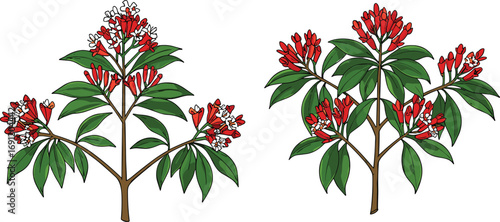 Flowering botanical plants with red and white blossoms, tropical agriculture illustration, exotic garden flora, educational botanical diagram, isolated vector art on white background