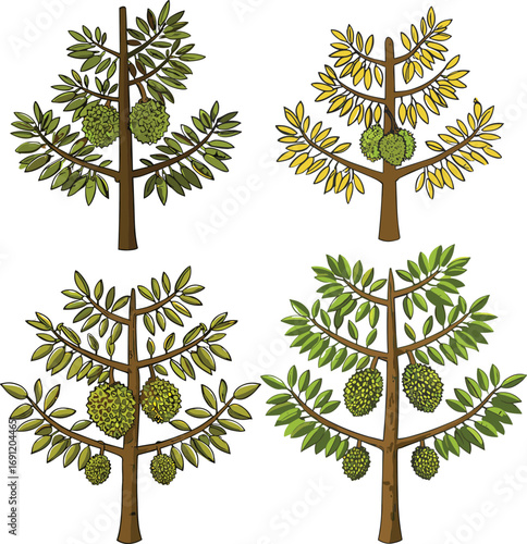 Durian fruit trees with seasonal leaf colors, tropical agriculture botanical illustration, exotic orchard farming plants, educational vector art diagram, isolated on white background