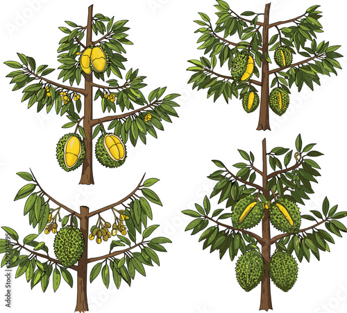 Tropical fruit trees with durian, mango, banana, papaya, loquat, botanical agriculture illustration, exotic orchard plants, educational farming diagram, isolated vector art on white background