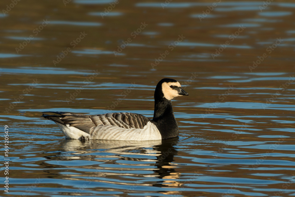 Fototapeta premium barnacle goose