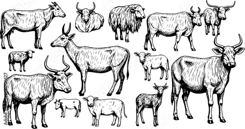 Farm Animals Collection Vector Set with Hand-Drawn Illustrations of Domestic Livestock
