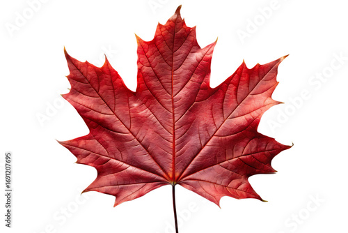 Single red maple leaf with detailed veins isolated on transparent background