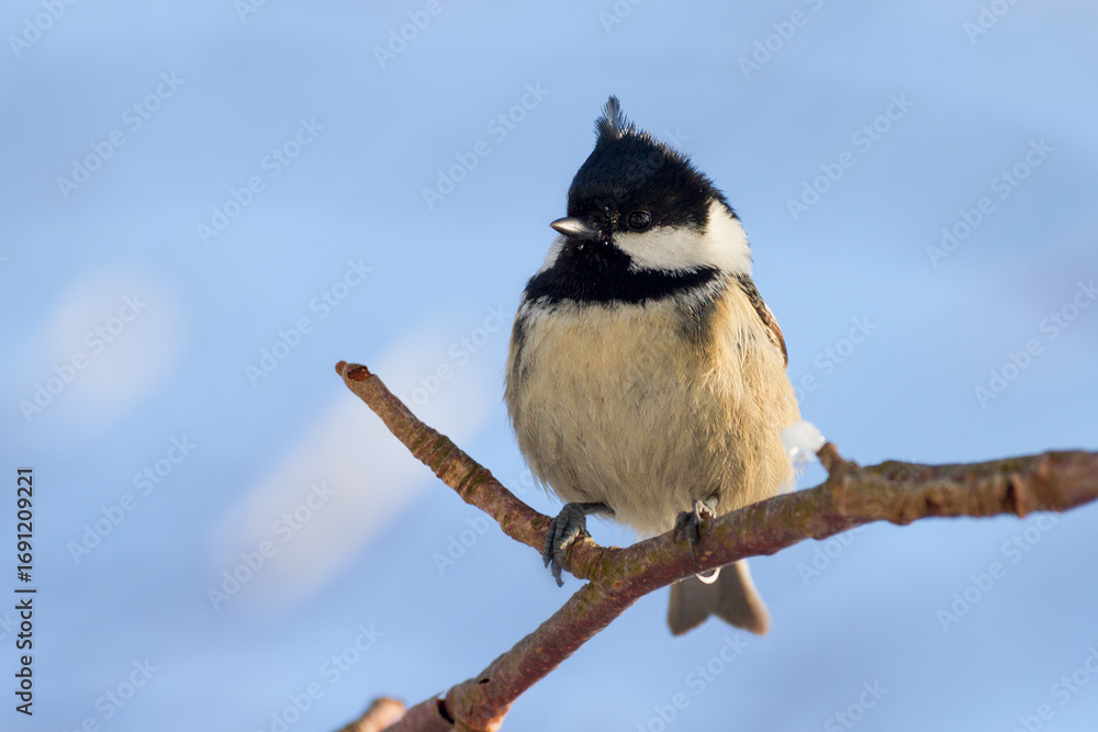 Obraz premium coal tit on a branch