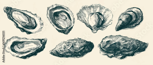 Vintage oyster illustration showcasing detailed engraving technique and the beauty of marine life in a classic art style