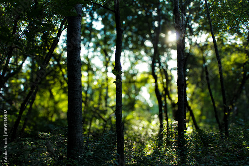 sunlight filtering through the trees in a forest or wooded area with bokeh light effect. tranquility and ethereal nature banner with mosaic qualities.