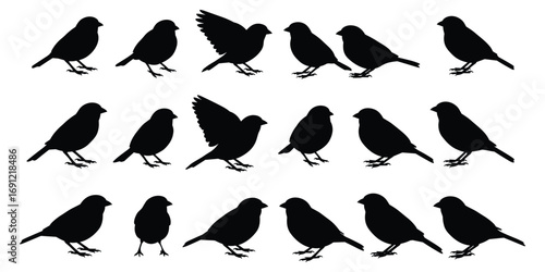 Collection of bird silhouettes in different poses on white background birds group