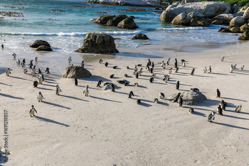 African Penguin colony on the beach at Boulders beach conservation area in Simons Town, Cape Town.  Popular tourist destination. 