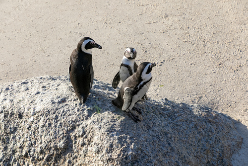 Three African penguins on a rock at a sandy beach.  