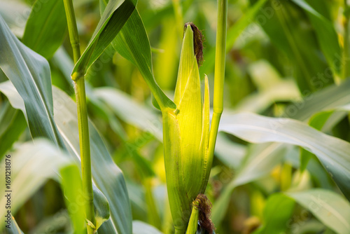 Ripe corn cob detail on sunset field