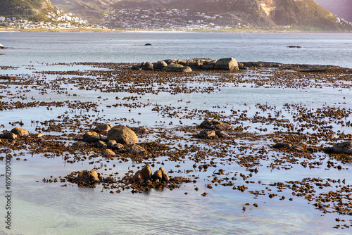 Large amount of kelp in the Atlantic ocean in False bay, Cape Town.  