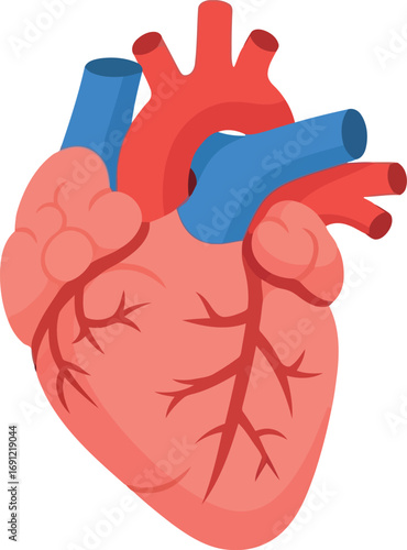 Human heart anatomy medical vector illustration science cardiology health vector