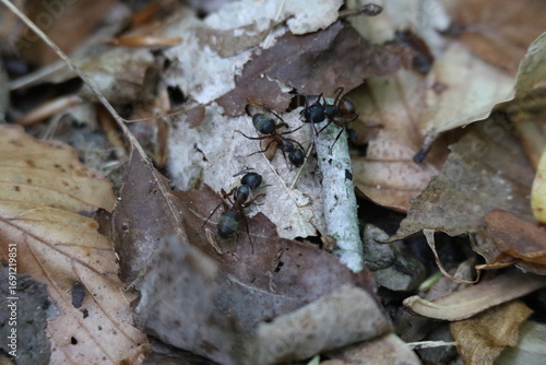 black ants crawling on leaf