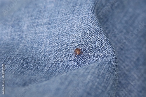 american dog tick crawling on pants