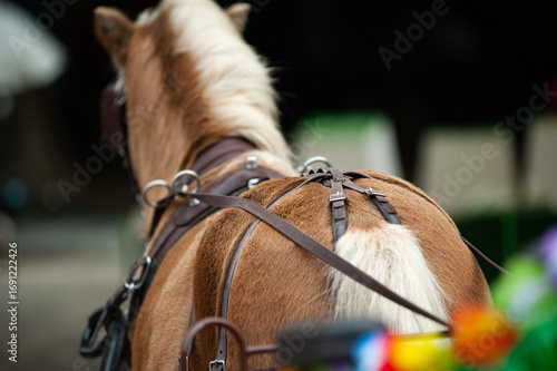 Palomino pony, view from carriage