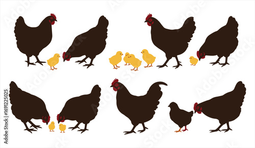 Hen and chick vector illustration set, farm poultry animals, mother chicken with baby chicks, domestic bird isolated design collection