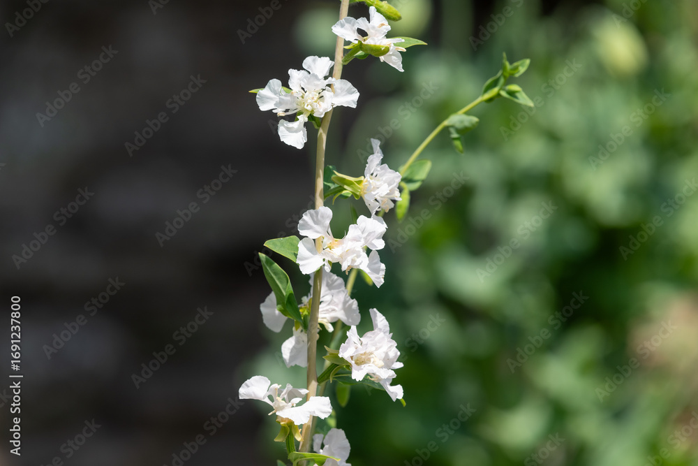 Fototapeta premium Close up of mountain garland (clarkia unguiculata) flowers in bloom