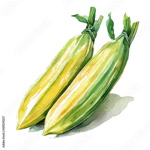 watercolor of Endive, vector, isolated on a white background.