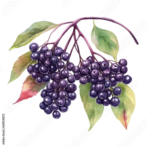Elderberry, watercolor illustration vector, isolated on a white background.