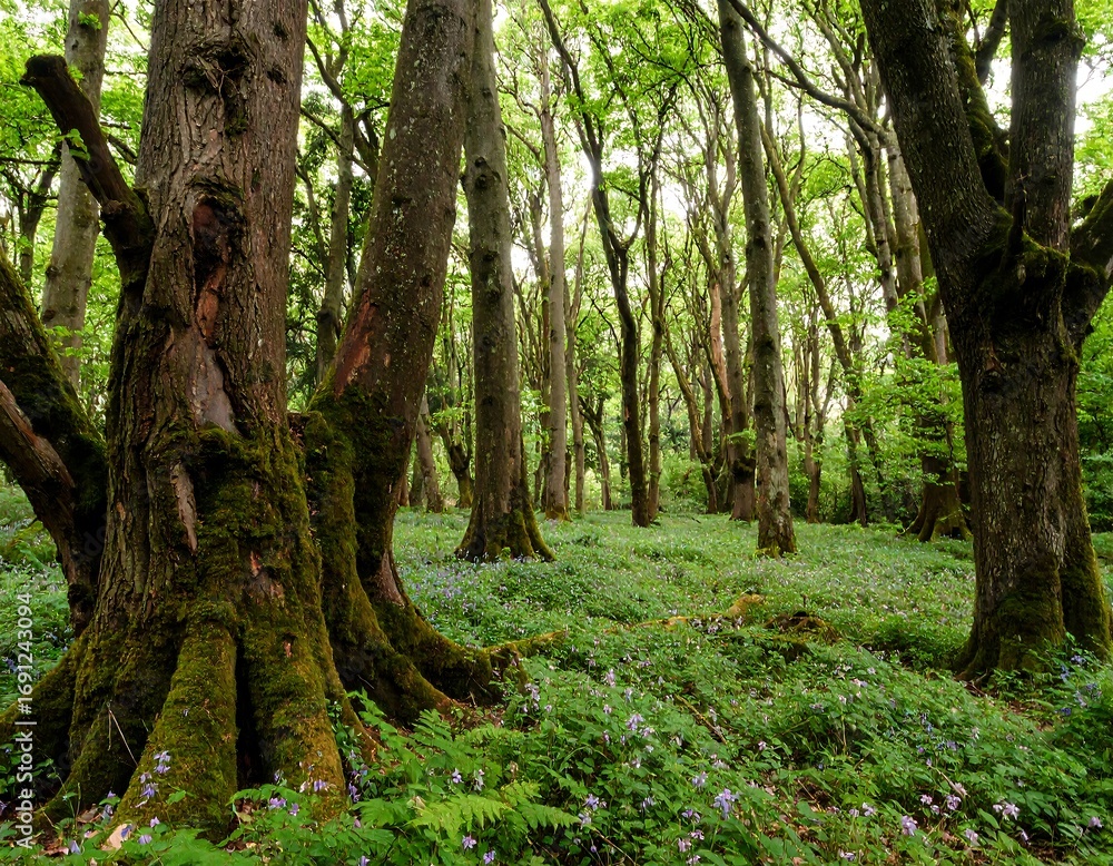Naklejka premium Lush forest floor with moss-covered trees
