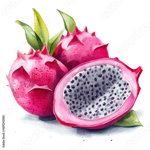 Dragon Fruit, watercolor painting vector, isolated on a white background.