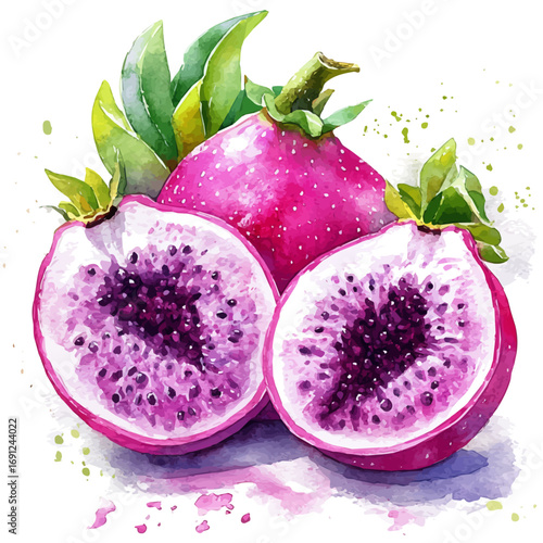 Dragon Fruit, watercolor painting vector, isolated on a white background.