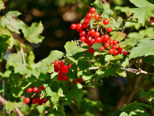 Rote Vogelbeeren am Strauch